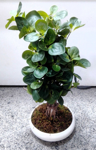 گلدان گل بن سای(شفلر)سرامیکی 70 سانت
